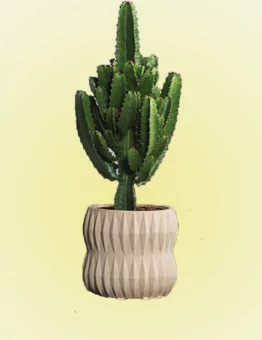 افوربیا - بیلچه سبز