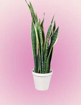 سانسوریا - بیلچه سبز