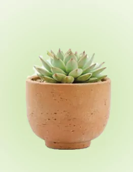 ساکولنت - بیلچه سبز