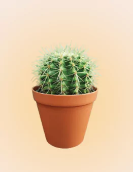 کاکتوس - بیلچه سبز