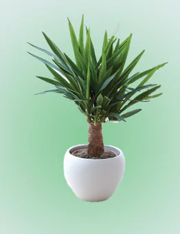 نگهداری گیاه یوکا- بیلچه سبز