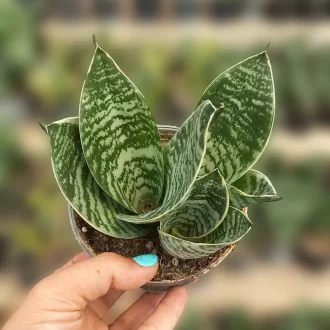 قیمت سانسوریا آمریکن