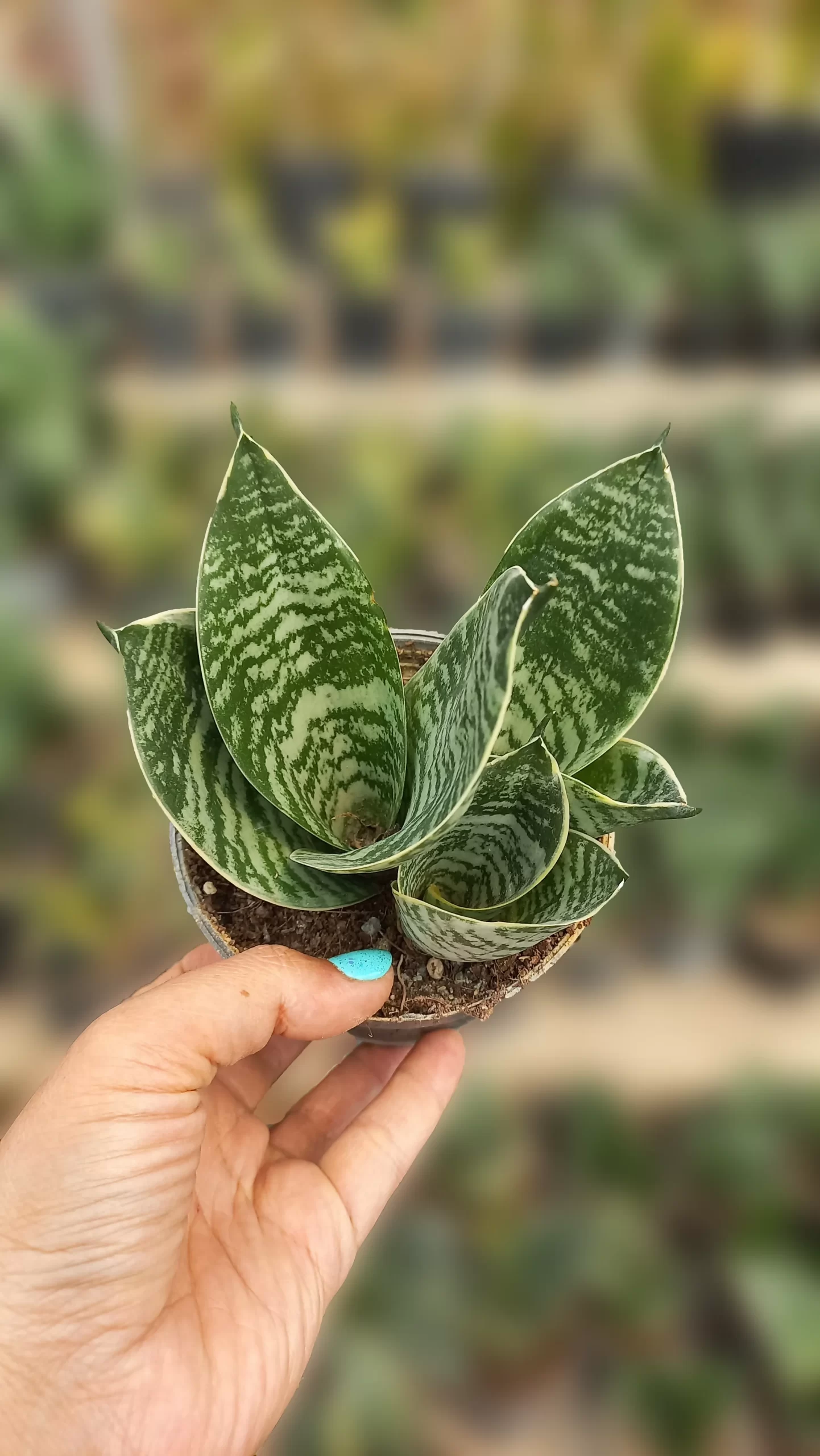 قیمت سانسوریا آمریکن قیمت سانسوریا آمریکن