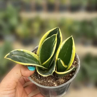 قیمت بلک گلد