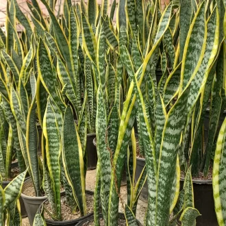 قیمت سانسوریا ابلق شمشیری