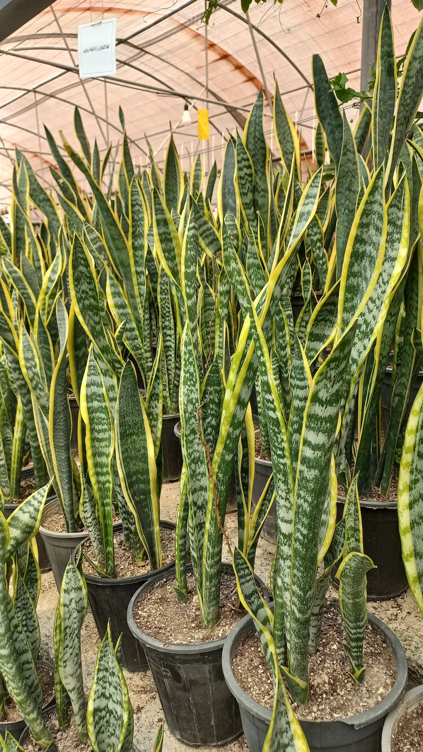 قیمت سانسوریا ابلق شمشیری قیمت سانسوریا ابلق شمشیری