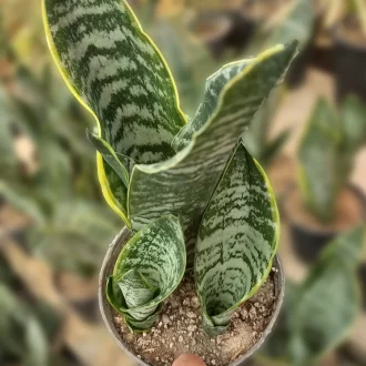 قیمت سانسوریا آمریکن لوتوس