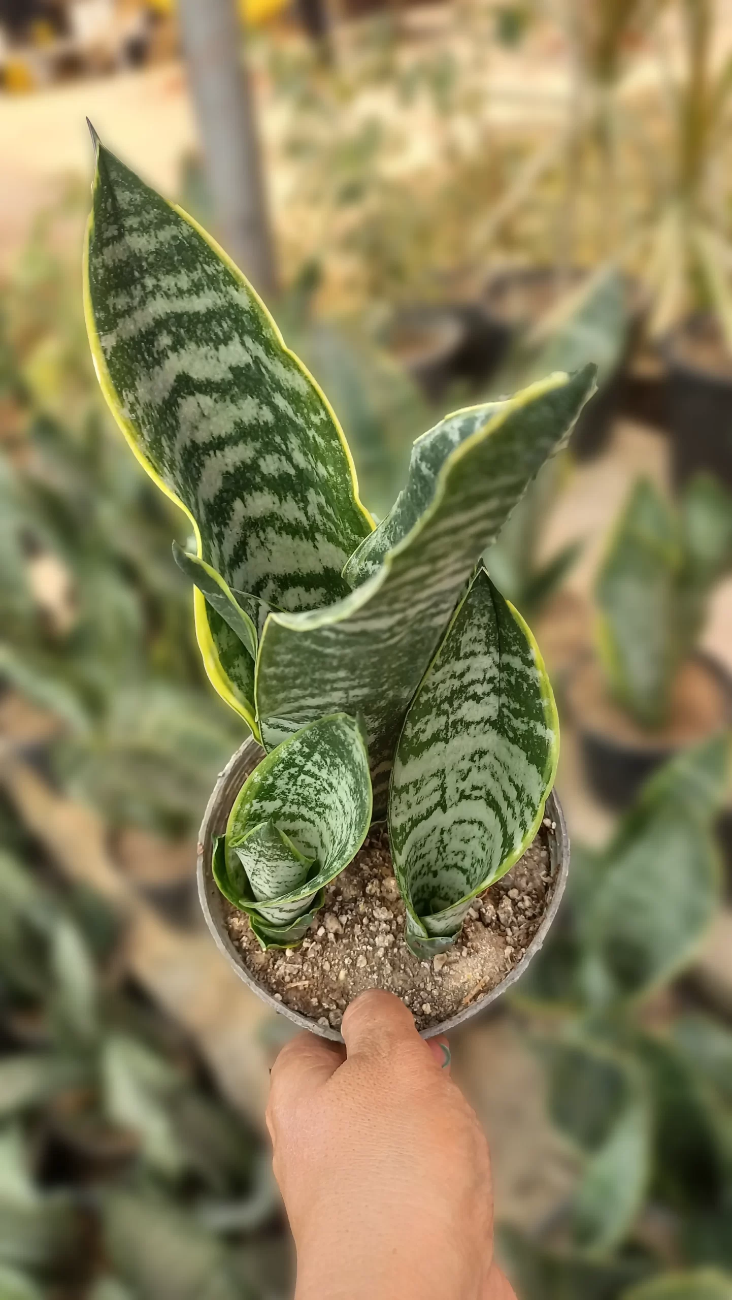 قیمت سانسوریا آمریکن لوتوس قیمت سانسوریا آمریکن لوتوس