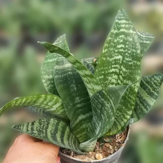 قیمت سانسوریا سبز کرواتی