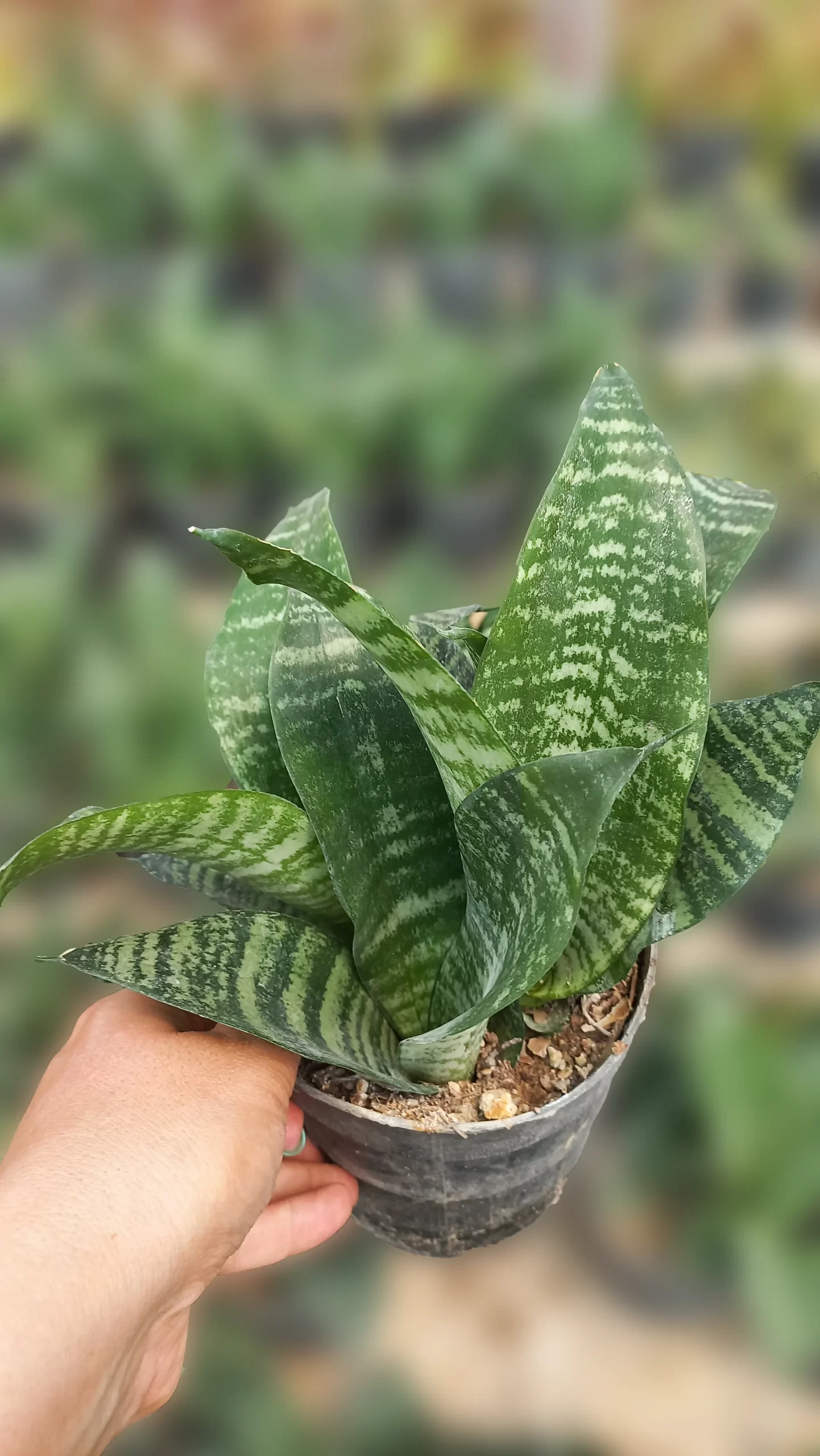 قیمت سانسوریا سبز کرواتی قیمت سانسوریا سبز کرواتی