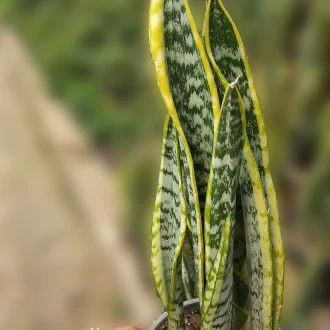 قیمت سانسوریا شمشیری ابلق