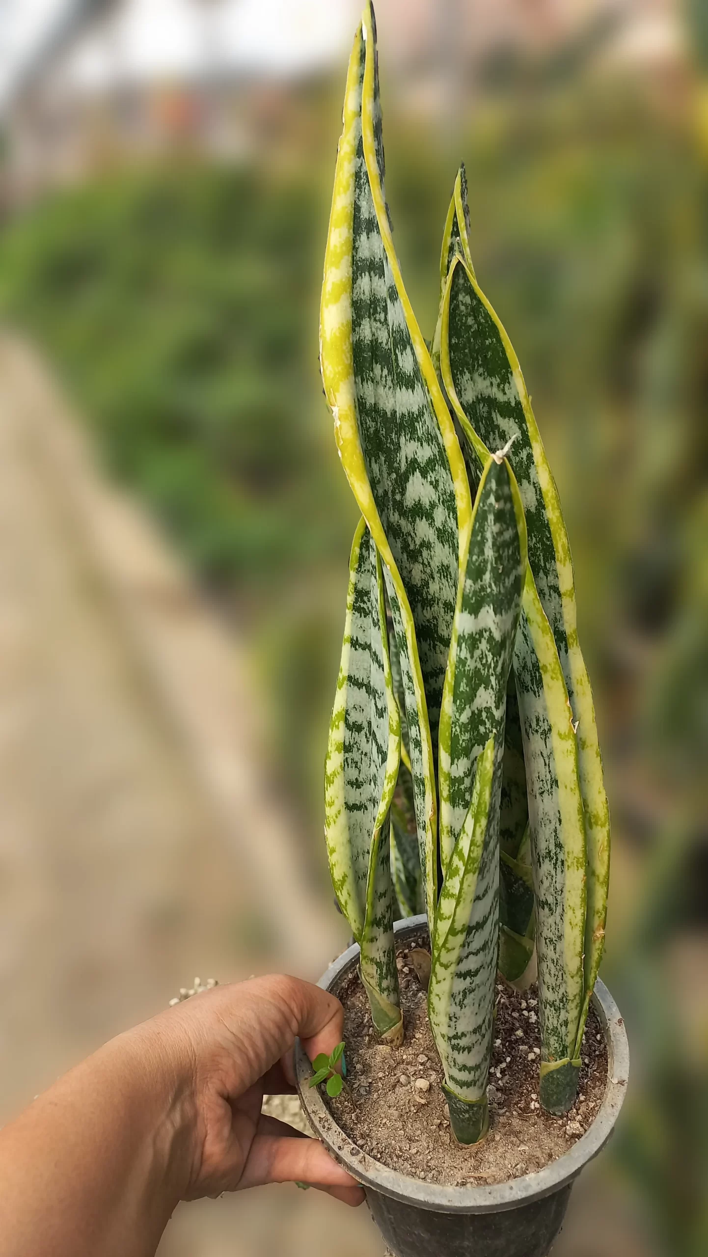 قیمت سانسوریا شمشیری ابلق قیمت سانسوریا شمشیری ابلق