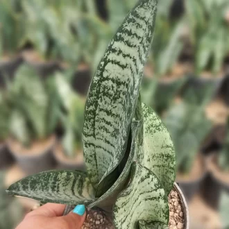 قیمت سانسوریا کرواتی