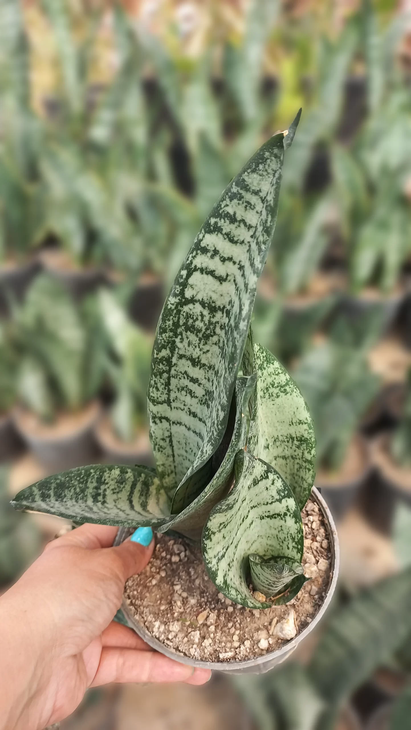 قیمت سانسوریا کرواتی سبز قیمت سانسوریا کرواتی