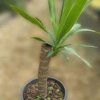 قیمت گیاه یوکا