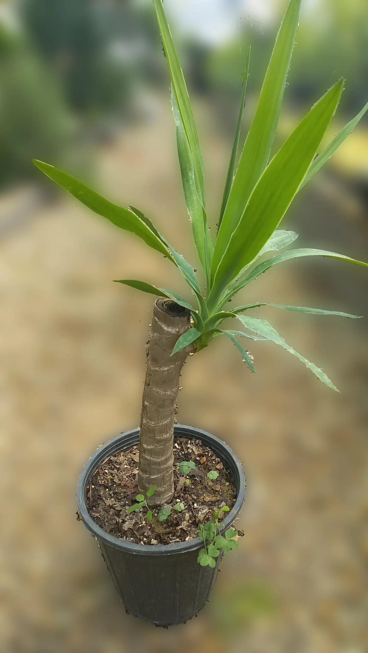 قیمت گیاه یوکا - یوکا بن سای کوچک قیمت گیاه یوکا