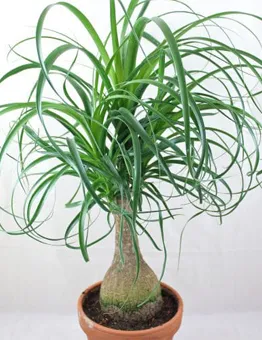 نگهداری گیاه لیندا